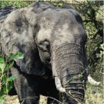Elephant - Kruger